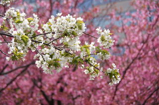 DSC04455.jpg